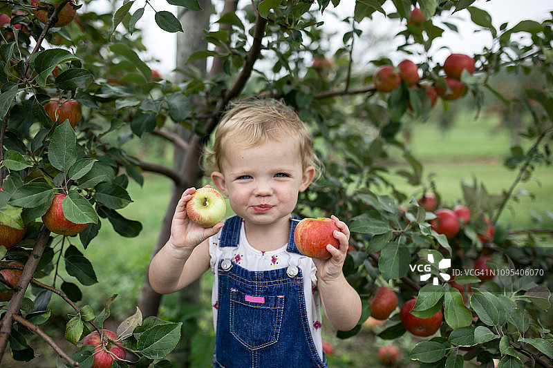 可爱的女孩吃苹果的肖像，而站在农场的果树图片素材