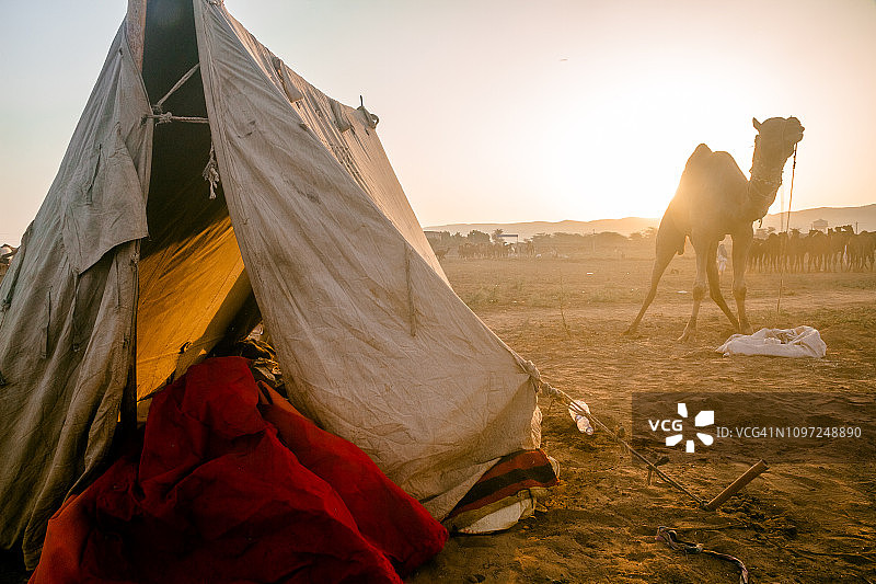 拉贾斯坦邦游牧部落的帐篷和宠物骆驼图片素材