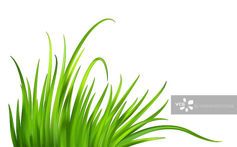 清新的春天绿草背景。矢量图图片素材