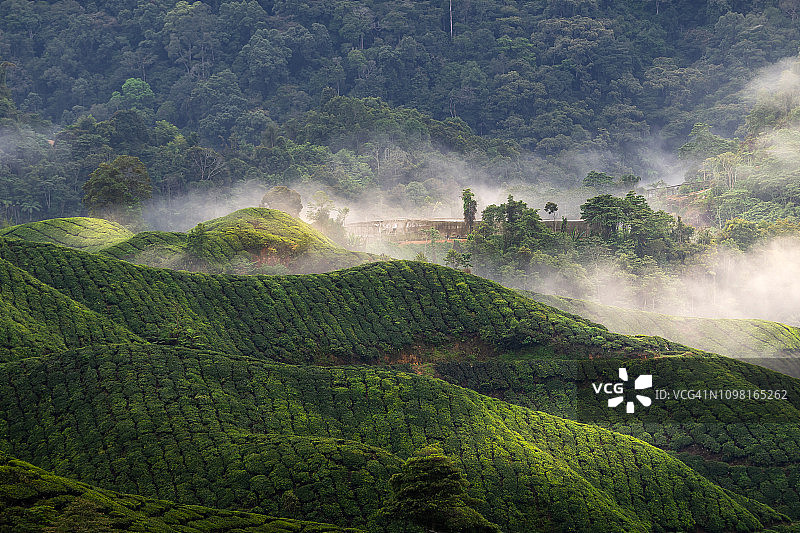 马来西亚卡梅隆高地的茶园图片素材