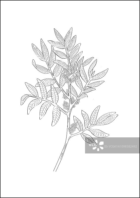 乳香植物的黑白数字插图图片素材