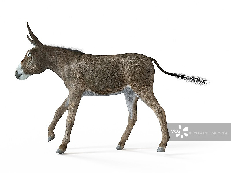 驴子的插图图片素材