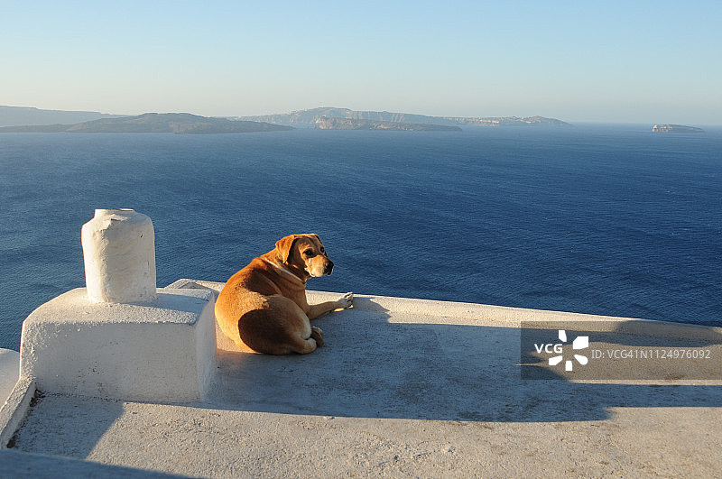 狗在圣托里尼岛休息图片素材
