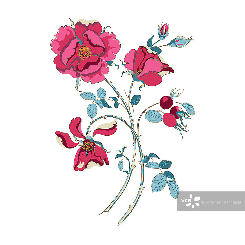 花束美丽的红色野生玫瑰与玫瑰果在白色的背景，特写图片素材