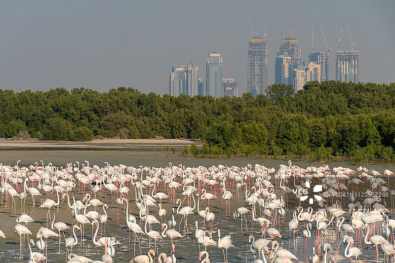 迪拜河，大火烈鸟和城市天际线图片素材
