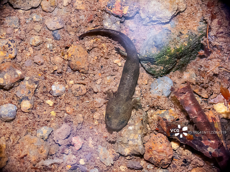 Salamandra 蝾螈 - 火蝾螈图片素材