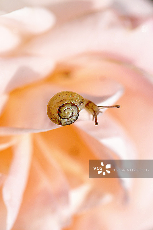 一个小的闪亮的棕色花园蜗牛休息在一个粉红色玫瑰花瓣上的特写图像图片素材