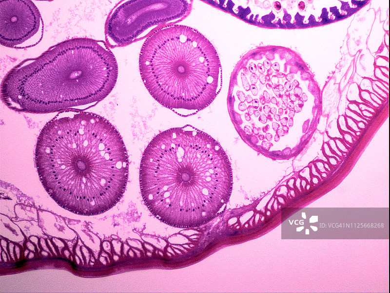 显微镜下的蠕虫的部分横截面图片素材