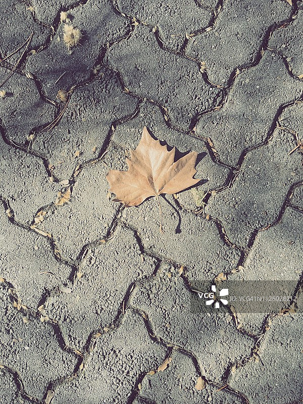 砖路上干燥的枫叶图片素材