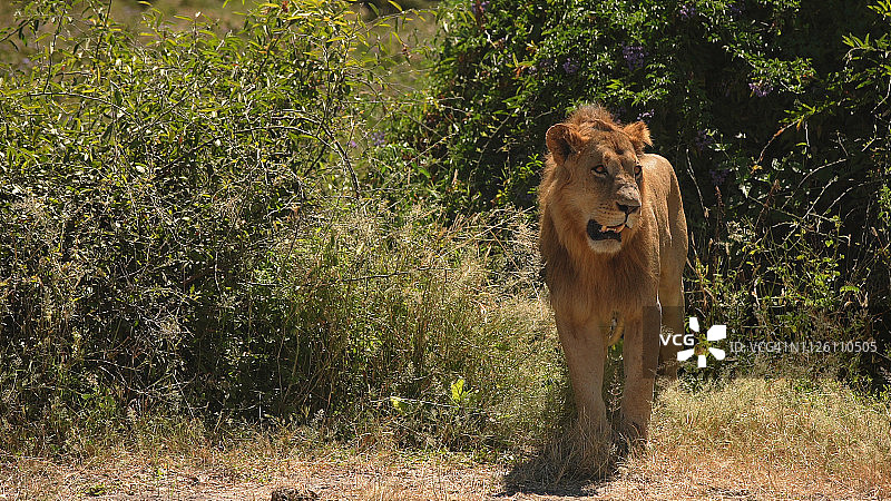 野生非洲狮图片素材