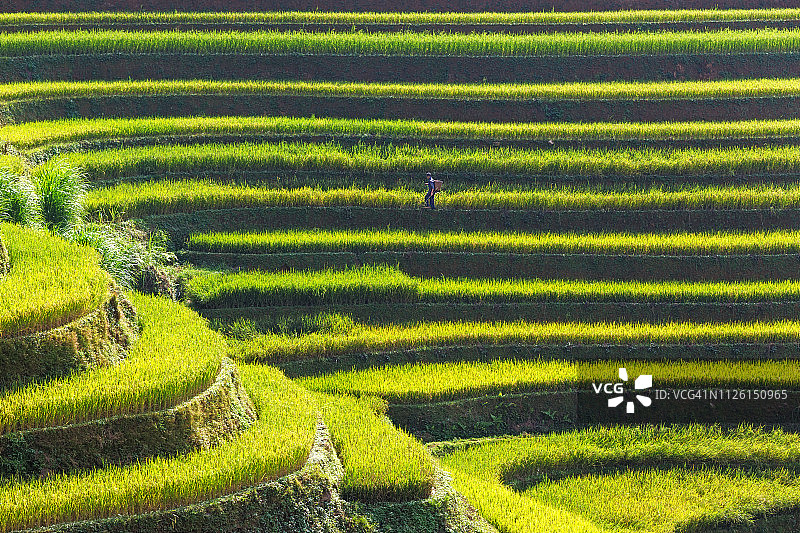 越南木仓寨的稻田图片素材