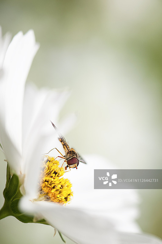 这是一只小食蚜蝇收集夏季盛开的宇宙花花粉的特写照片图片素材