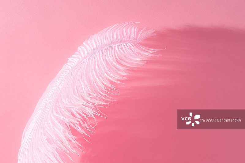 粉色蓬松的羽毛图片素材