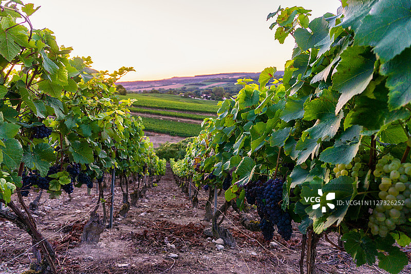 列葡萄绿葡萄在香槟葡萄园在蒙太尼德兰斯图片素材