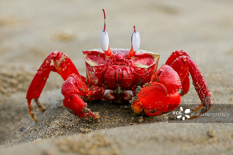 考克斯巴扎海滩的红蟹图片素材
