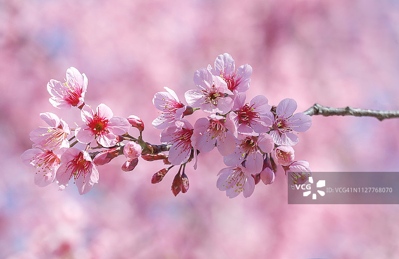 樱花在蓝天中绽放图片素材