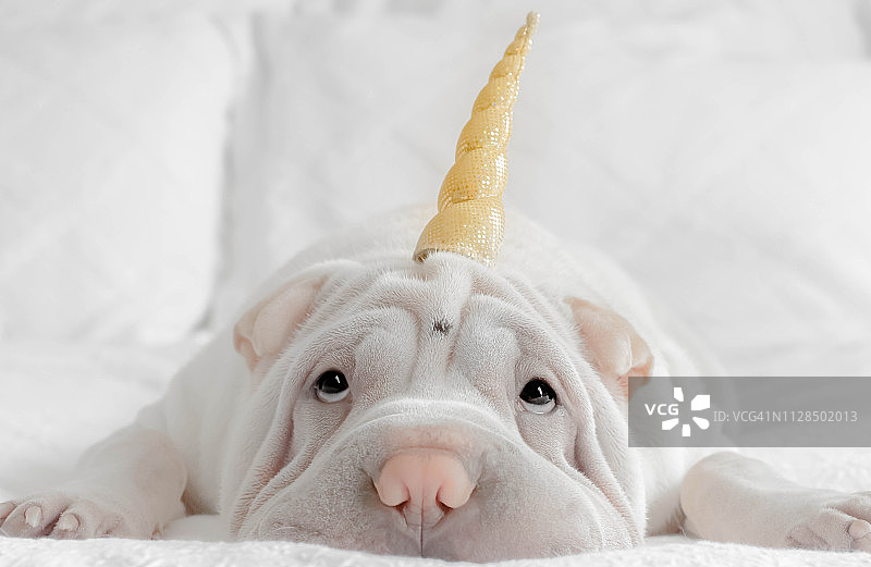 沙皮小狗戴着独角兽头带躺在床上图片素材
