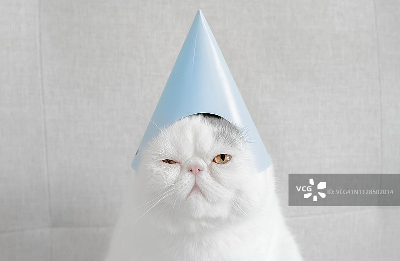 一只戴着派对帽的异国短毛猫的肖像图片素材