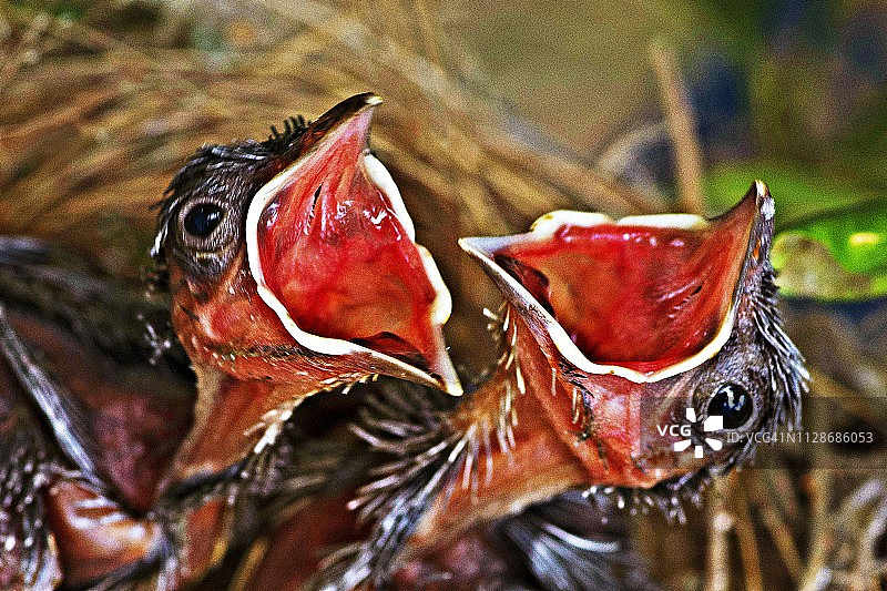 被关起来的饥饿的小鸟在巢中等待食物。图片素材