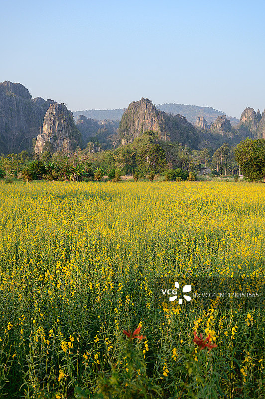 泰国彭世洛诺恩马普朗区森麻(藏红花)花田旅游景点图片素材