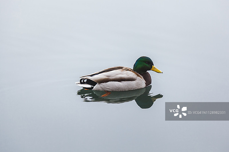 在流血湖中游泳的雄性绿头鸭图片素材