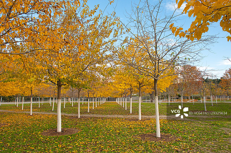 秋天的树在卡萨de Campo公园图片素材