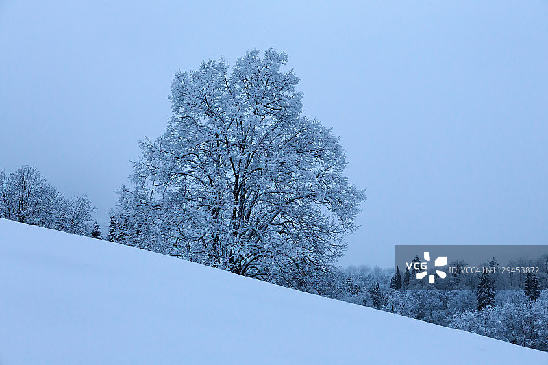 冬季树(德国巴伐利亚州)图片素材