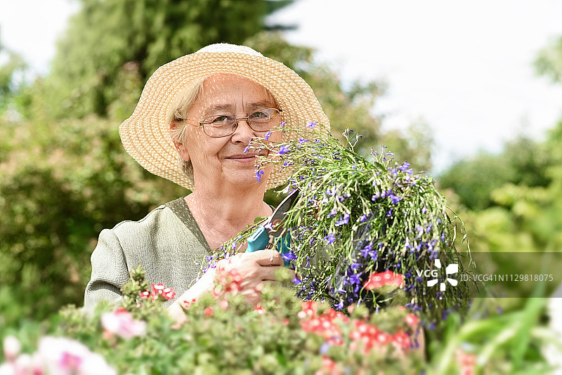 积极的老年妇女照顾植物在她的花园图片素材