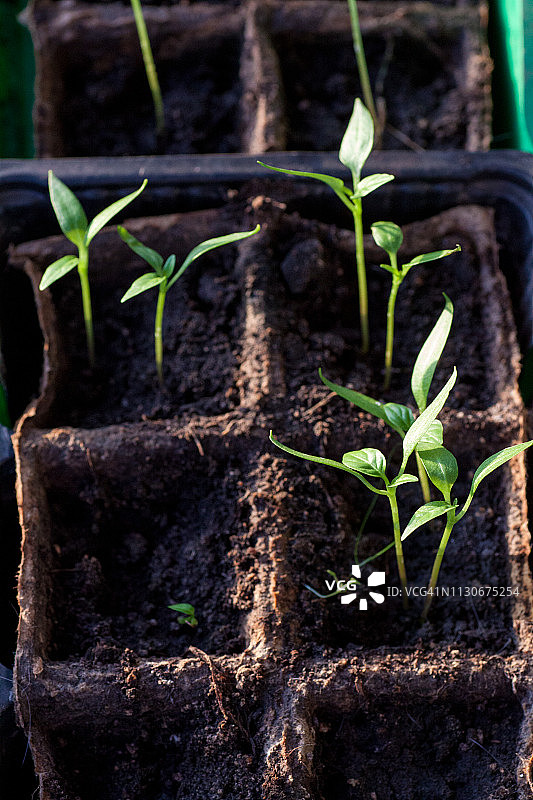 温室育苗用托盘育苗番茄。图片素材