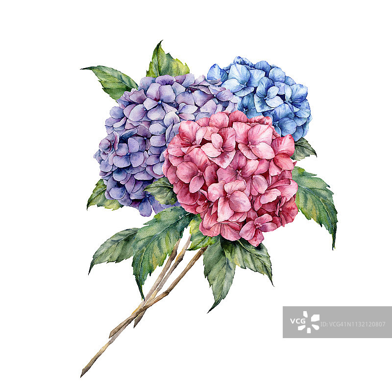 水彩绣球花花束。手工绘制粉红色和紫罗兰花与叶子孤立在白色的背景设计，印刷。图片素材