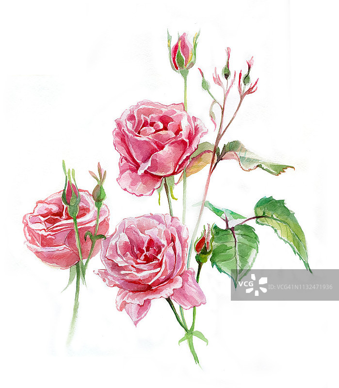 玫瑰水彩画。三个粉红色的花朵。传统纸画图片素材