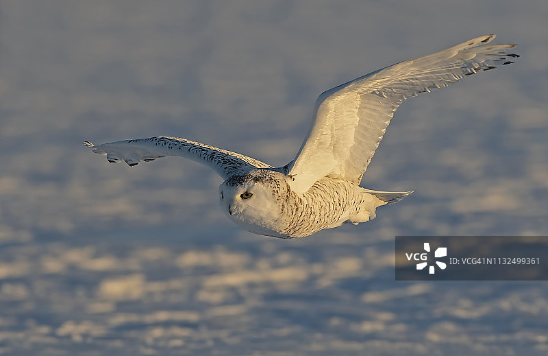 雌性雪鸮在加拿大的雪地上低低地飞行图片素材