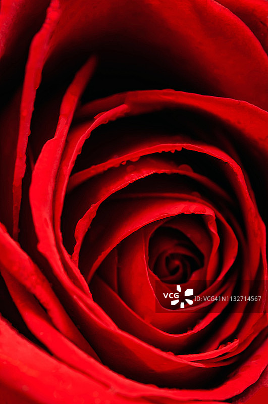 红色玫瑰花的微距图像图片素材
