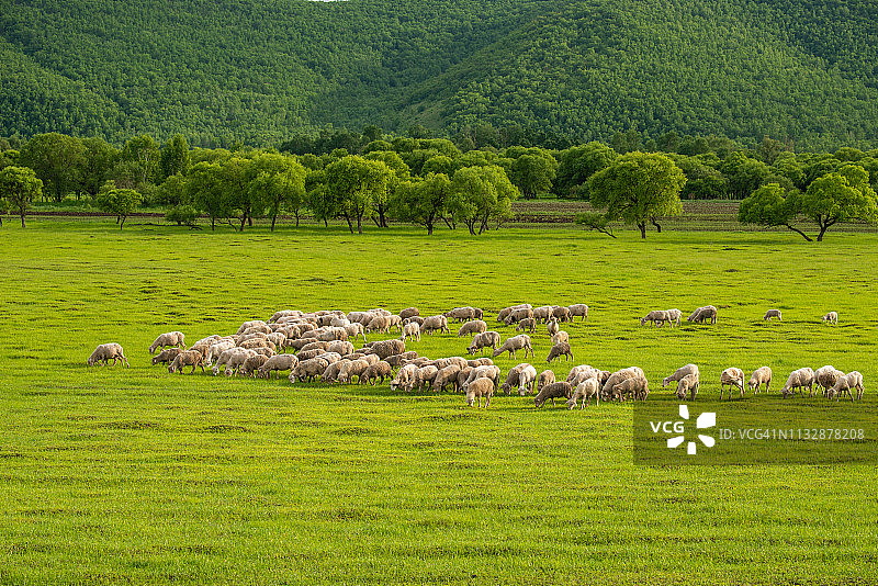 中国内蒙古，在牧场上吃草的绵羊图片素材