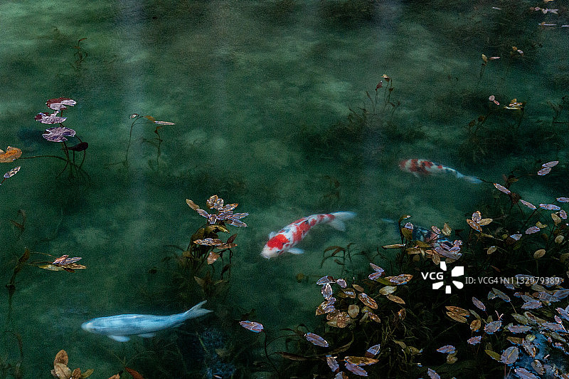 日本岐阜县的“莫奈池塘”和两条锦鲤图片素材