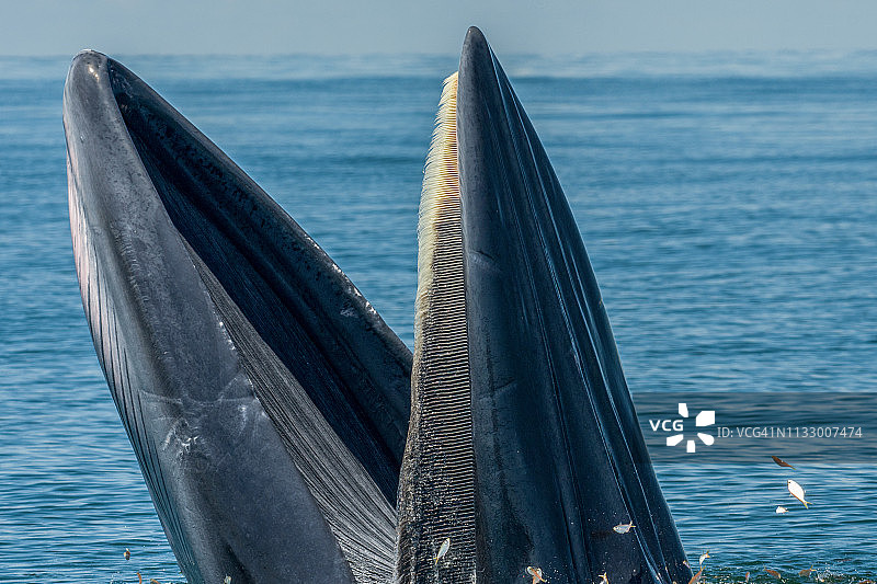 布莱德的鲸鱼吃小鱼，许多鸟，在泰国看鲸鱼图片素材