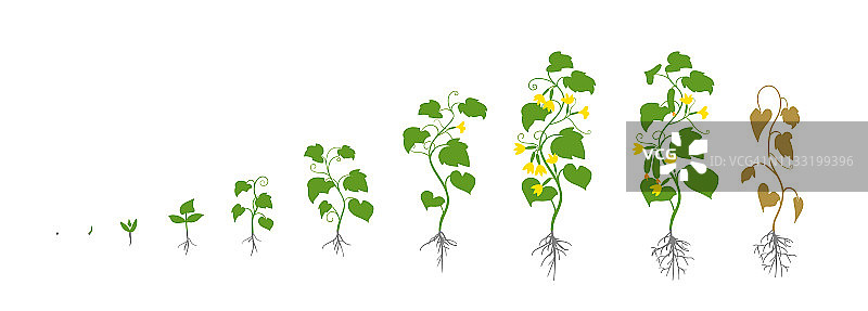 黄瓜的植物。增长阶段。矢量插图。Cucumis巨大成功。成熟的时期。黄瓜的生命周期。根系。使用化肥。在白色背景上。图片素材