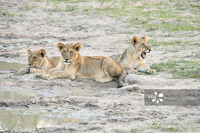 三只年轻的野生狮子图片素材