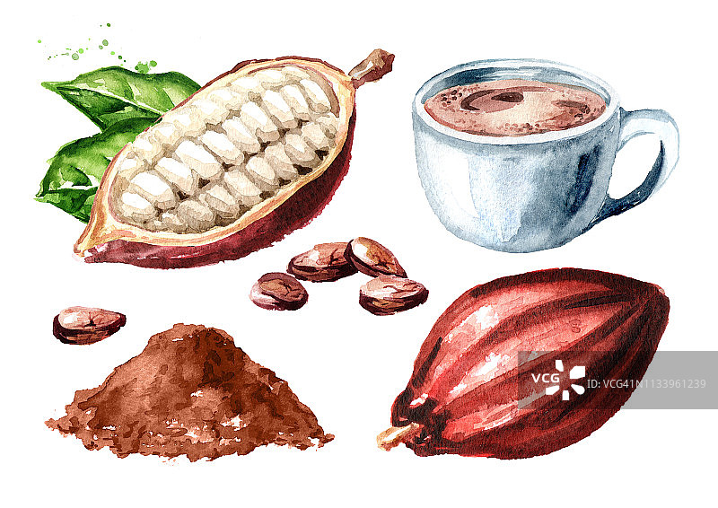天然可可饮料，可可豆荚，粉和豆凝固。水彩手绘插图孤立的白色背景图片素材