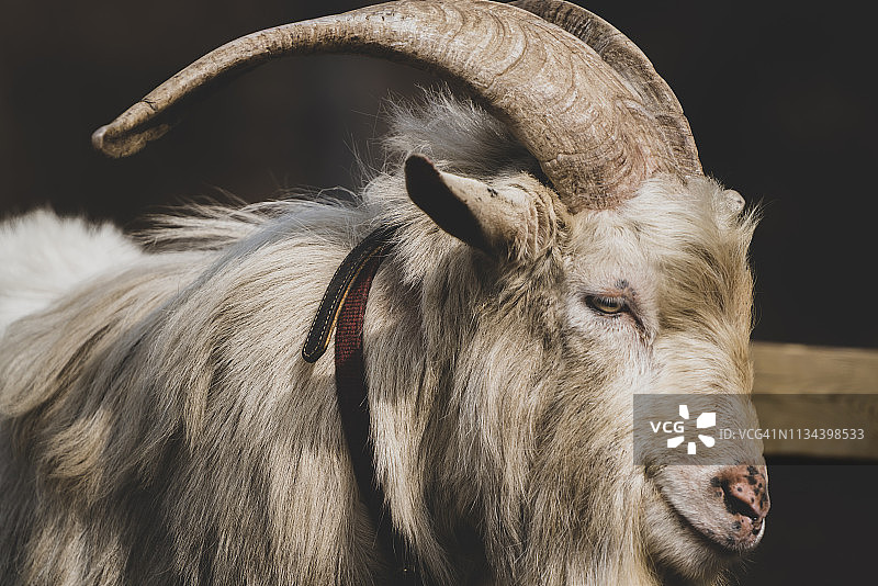 动物园里可爱的动物:山羊图片素材