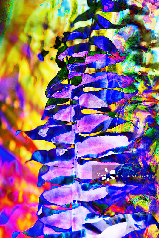 抽象蕨叶图案-现代艺术-充满活力的色彩图片素材