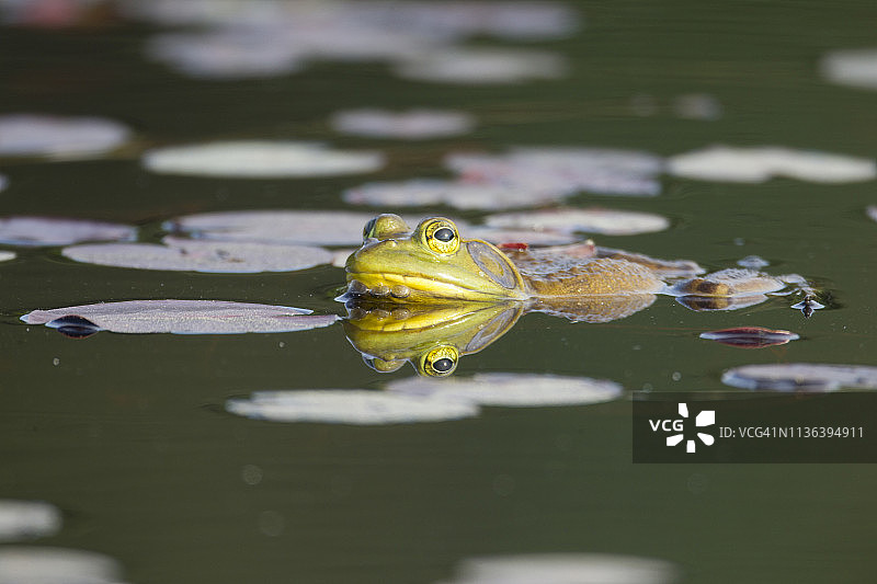 牛蛙漂浮在湖中，呼唤着图片素材