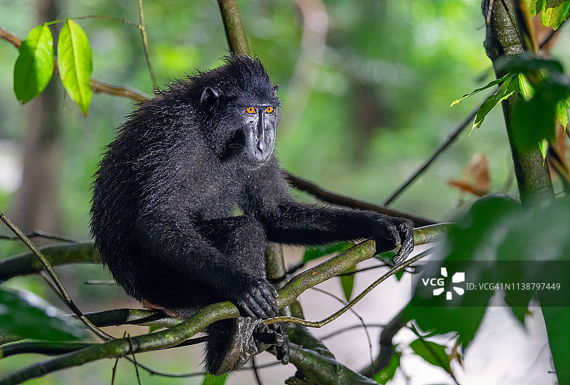 西里伯斯冠猕猴在树枝上图片素材