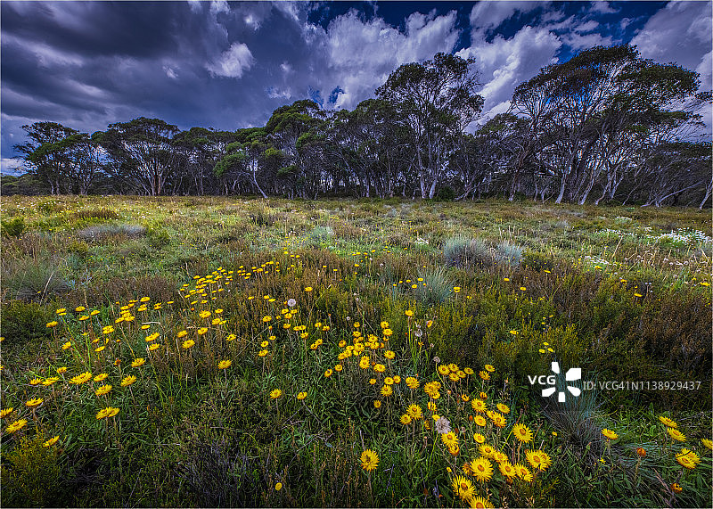 夏季野花盛开在雪山草地在三英里小溪，科修斯科国家公园，高山高地国家，南新南威尔士州，澳大利亚。图片素材