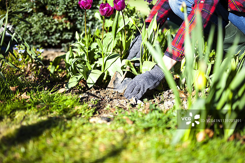 一个女人在花园里用铁锹挖洞图片素材