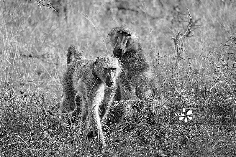 黑白照片一对狒狒在野外图片素材