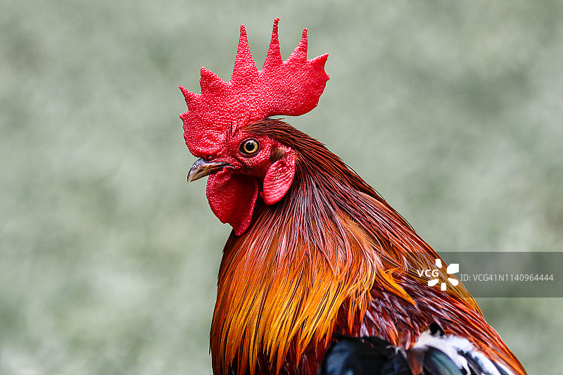 一只公鸡的肖像，印度尼西亚图片素材