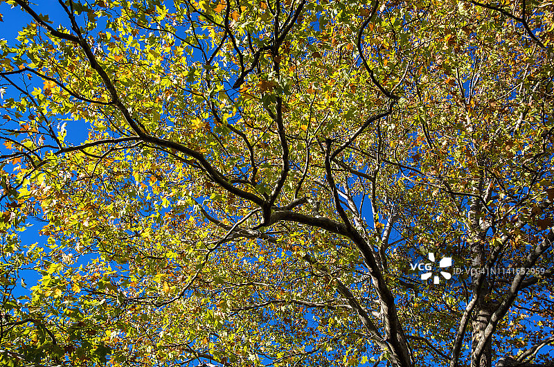 伦敦梧桐树冠映衬着湛蓝的天空图片素材