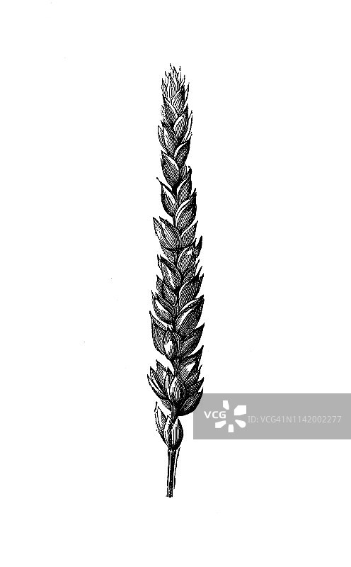 农业百科全书中的古董插图，植物:白法兰德斯小麦图片素材