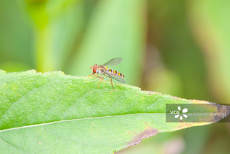 绿叶子上的食蚜蝇图片素材